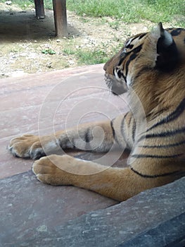 Tiger in North Sumatera