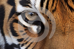 Tiger nose closeup eye. Generate Ai