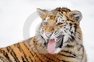 Tiger with open mouth and stick out tongue