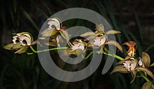 Tiger orchid on dark tone