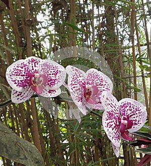 Tiger orchid flowers with white color and beautiful purple texture