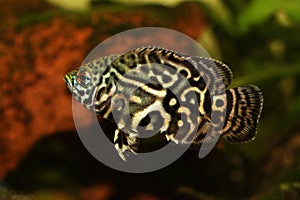 Tiger Oscar Cichlid Astronotus ocellatus aquarium fish