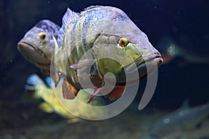 Tiger oscar fish