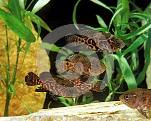 Tiger Oscar Fish, astronotus ocellatus, Aquarium Fishes