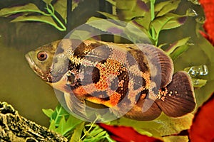 Tiger Oscar fish swimming in an aquarium.