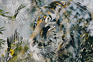 A tiger overlaid with the intricate patterns of tropical foliage in a double exposure