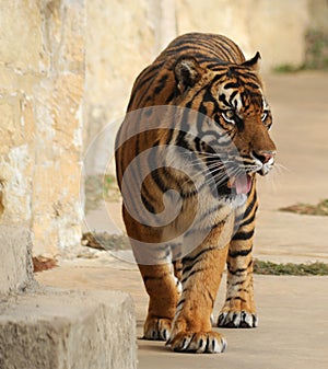 Tiger Pacing and looking hungry photo