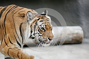 Tiger Pacing photo