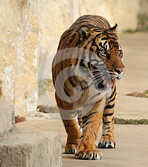 Tiger Pacing and looking hungry