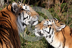 Tiger Pair