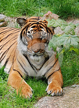 The tiger Panthera tigris