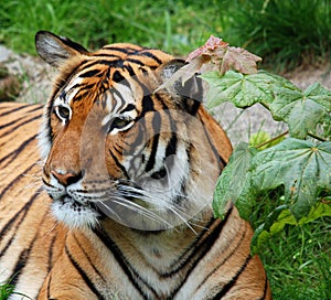 The tiger Panthera tigris