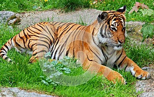 The tiger Panthera tigris