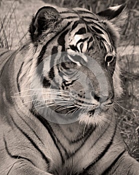 The tiger Panthera tigris