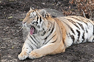 Tiger , panthera tigris