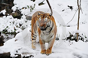 Tiger (Panthera tigris) photo