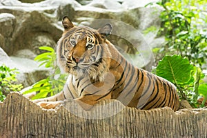 Tiger (Panthera tigris)