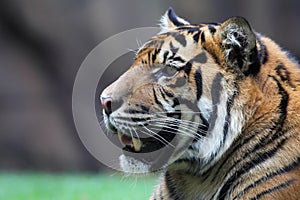 Tiger (Panthera tigris)