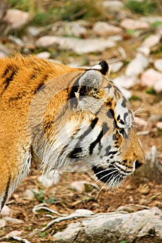 Tiger Panthera tigris altaica