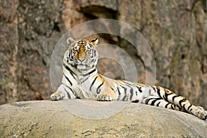 Tiger Panthera tigris altaica