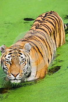 Tiger Panthera tigris altaica photo