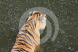 Tiger (Panthera tigris altaica) Rests in Pool