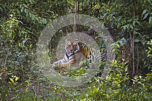 Tiger- Panthera tigris tigris. Banbehi female, Bandhavgarh Tiger Reserve, Madhya Pradesh, India