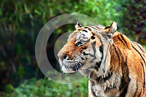 Tiger - Panthera tigris - close up portrait