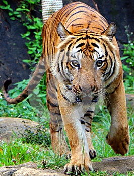 Tiger Panthera tigris intensely looking towards the camera in a hunting position.