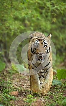 Tiger, Panthera tigris, Jim Corbett National Park, Nainital, Uttarakhand, India photo