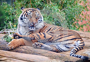 The tiger Panthera tigris is the largest cat species