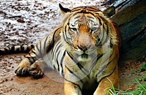 The tiger Panthera tigris is the largest cat species.