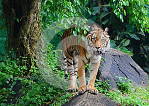The tiger Panthera tigris is the largest cat species.