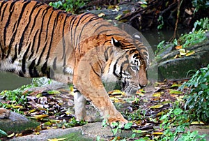 The tiger Panthera tigris is the largest cat species.