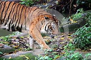 The tiger Panthera tigris is the largest cat species.