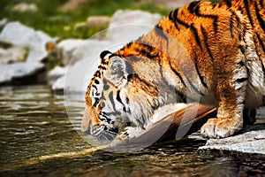 Tiger - Panthera tigris photo