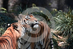 CUDDLING TIGER