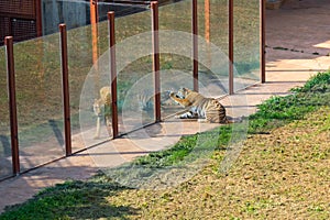 Tiger (Panthera tigris) at a nature park photo