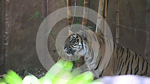 Tiger Panthera tigris searching pray