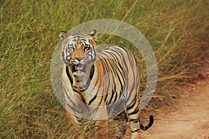 Tiger, Panthera Tigris, Tadoba National Park, Maharashtra, India