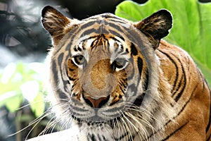 Tiger Panthera tigris