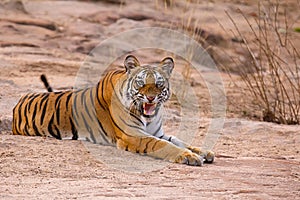 Tiger Panthera tigris tigris- Dhamdhama female cub, Bandhavgarh Tiger Reserve, Madhya Pradesh, India