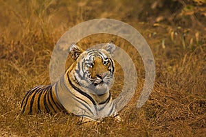 Tiger Panthera tigris tigris- Jaichand, Umred-Karhandla Wildlife Sanctuary, Maharashtra, India