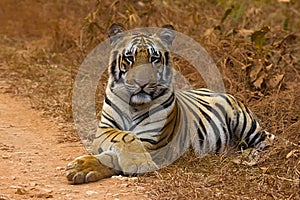 Tiger Panthera tigris tigris- Jaichand, Umred-Karhandla Wildlife Sanctuary, Maharashtra, India photo