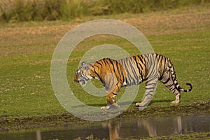 Tiger, Panthera tigris tigris, Pacman, Ranthambhore Tiger Reserve, Rajasthan