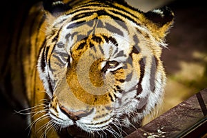 Tiger Panthera tigris in the zoo