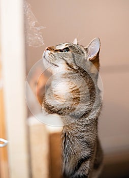 Curious cat looking up at the ceiling