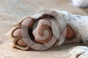 Tiger paw