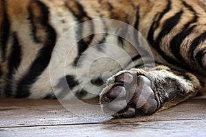 Tiger Paw