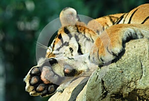 Tiger paw